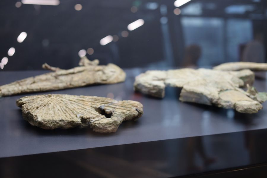 Wykopaliska paleontologiczne w Miedarach