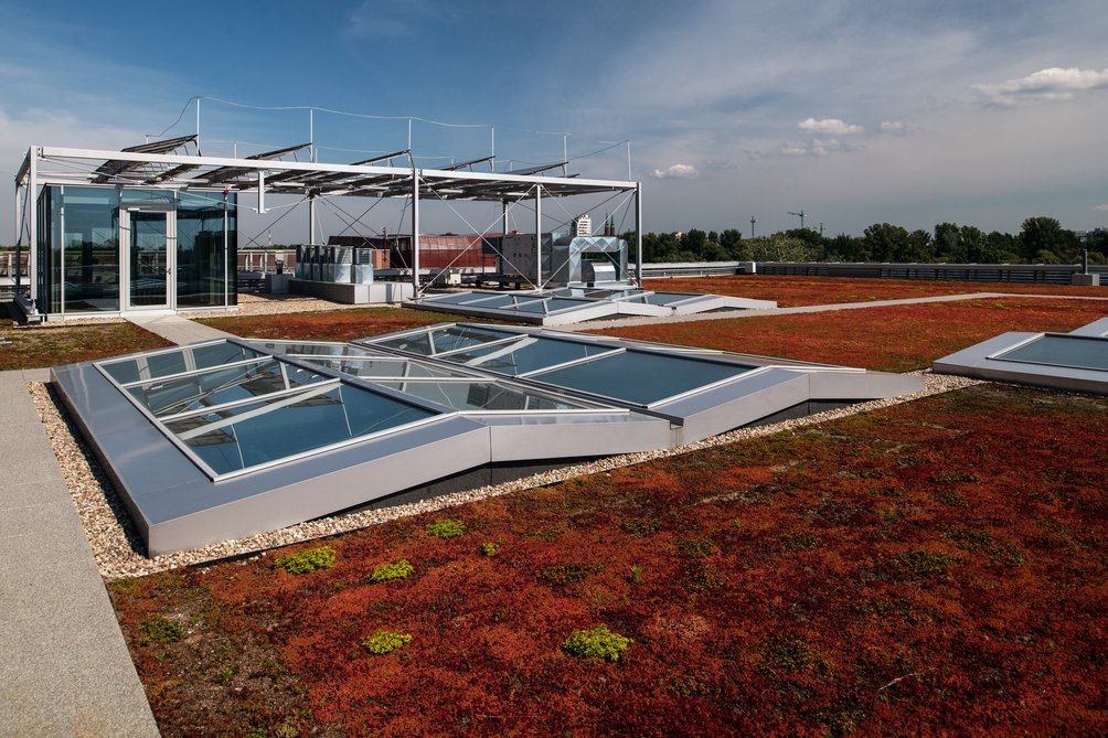 Dach budynku z posadzonym rozchodnikiem