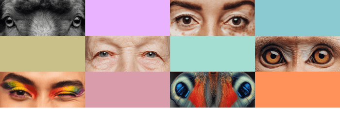 U góry grafiki widać kolorowe prostokąty oraz prostokątne zdjęcia przedstawiające ludzkie i zwierzęce oczy. 