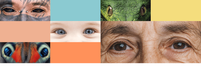 U góry grafiki widać kolorowe prostokąty oraz prostokątne zdjęcia przedstawiające ludzkie i zwierzęce oczy. 