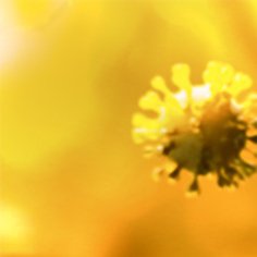 Kopernik online - wirusopedia