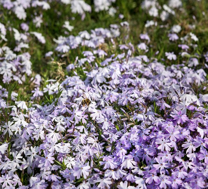 Zdjęcie makro fioletowych kwiatków.