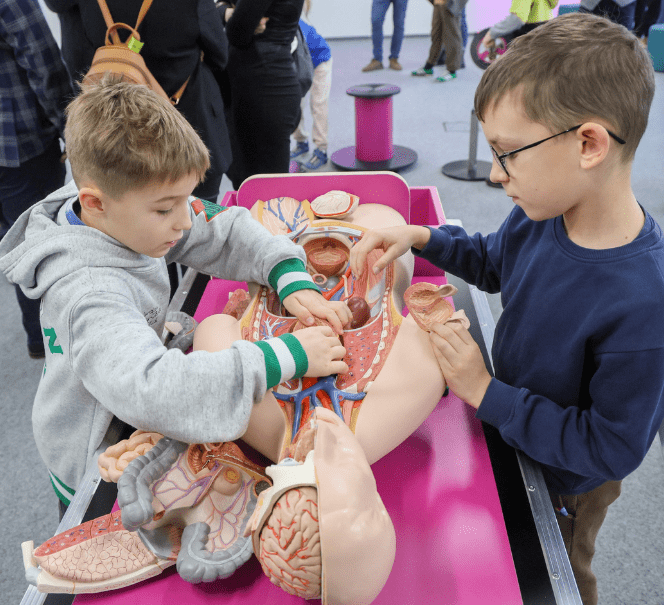 Dwóch chłopców bada model ludzkiego ciała, wyjmując narządy z kolorowego anatomicznego torsu podczas interaktywnych zajęć.