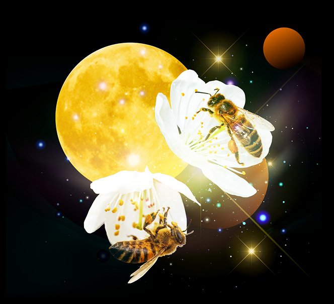 Dwie bardzo mocno oświetlone pszczoły na tle księżyca.
